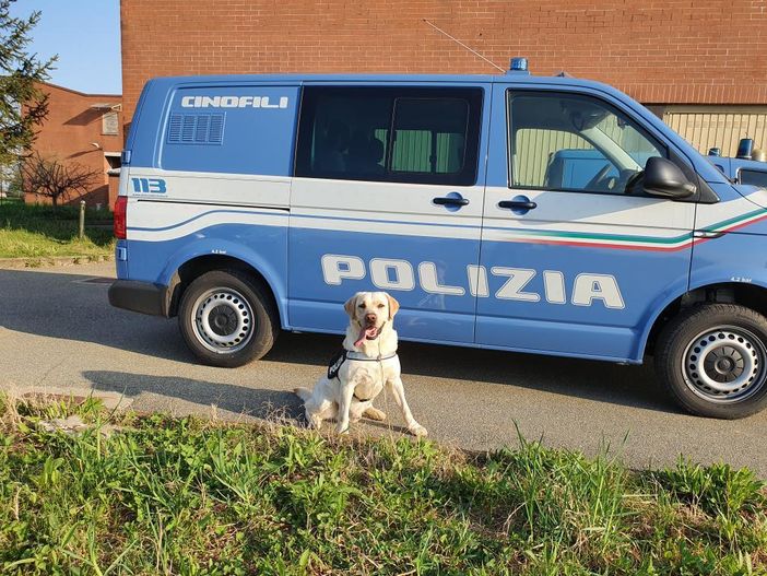 cane poliziotto in servizio