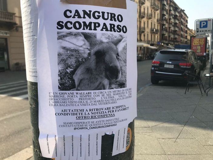 manifesto canguro scomparso