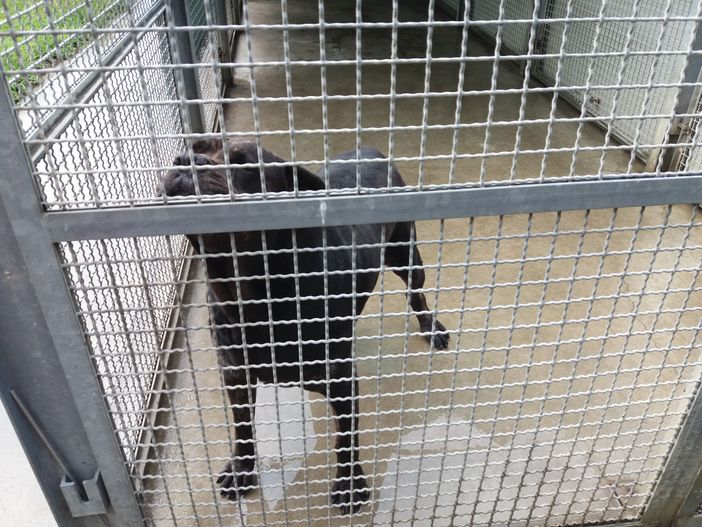 Buone notizie per gli amici a quattro zampe: martedì prossimo riapre il Canile Rifugio di Torino