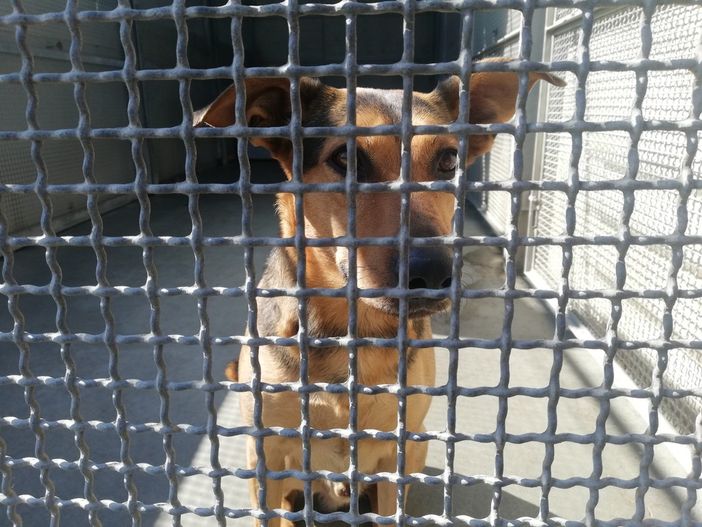 Anche a Torino la raccolta firme per cambiare la Costituzione in difesa degli animali