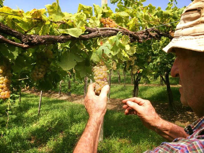 La luce di Caluso brilla nei calici di Degusté: la Cantina Gnavi dal Canavese a Grugliasco