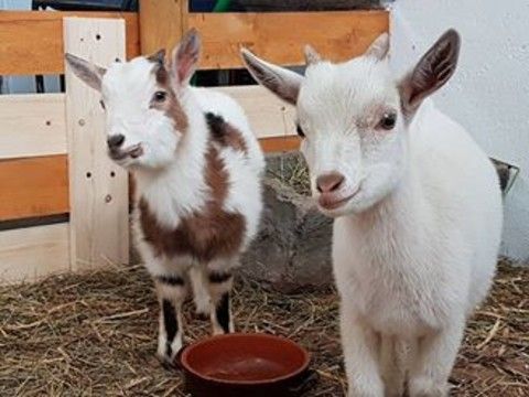 Coldiretti Piemonte: &quot;Per Pasqua carne ovicaprina 100% Made in Piemonte per portare in tavola la tradizione”