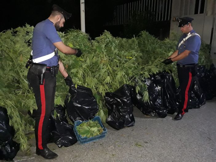 Cuorgnè: casa di campagna era in realtà una mini-industria della marijuana Cuorgnè: casa di campagna era in realtà una mini-industria della marijuana