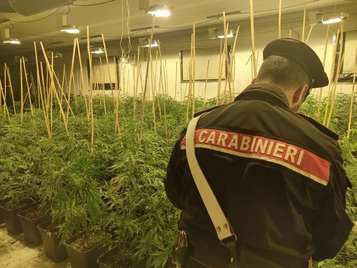 Una serra di marijuana nel capannone abbandonato: trovate 903 piante e 67 kg già raccolti Una serra di marijuana nel capannone abbandonato: trovate 903 piante e 67 kg già raccolti