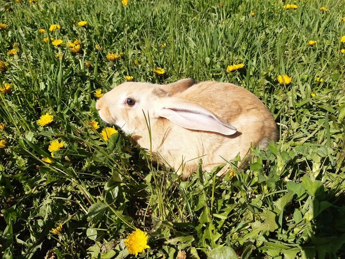 UniTo capofila per rilanciare la coltivazione di gelso e l'allevamento dei bachi da seta in Piemonte