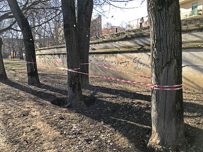 alberi parco tesoriera