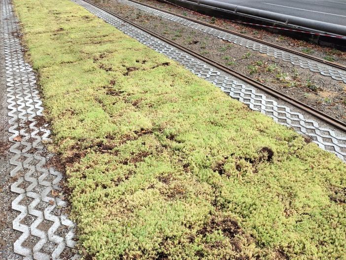 Erba al posto dell'asfalto: in corso Giulio Cesare la corsia del tram diventa verde  Erba al posto dell'asfalto: in corso Giulio Cesare la corsia del tram diventa verde