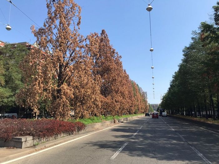 Interventi sulle alberate: riqualificazione nei corsi Mediterraneo e Castelfidardo, lavori in corso Cosenza