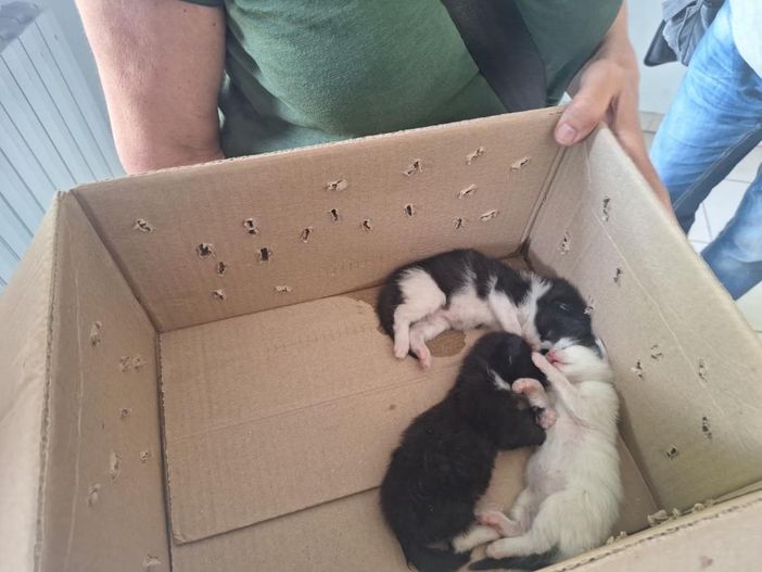 I cuccioli salvati