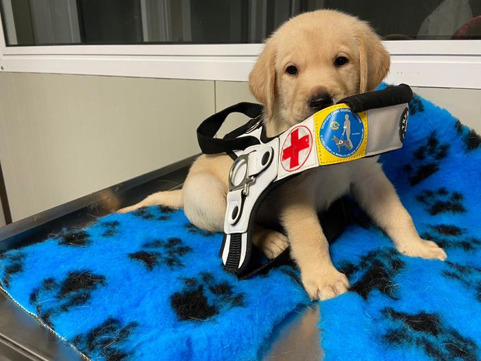 &quot;Al prezzo di un caffè, dona due occhi a chi non vede&quot;: regala un cane guida con il Lions International