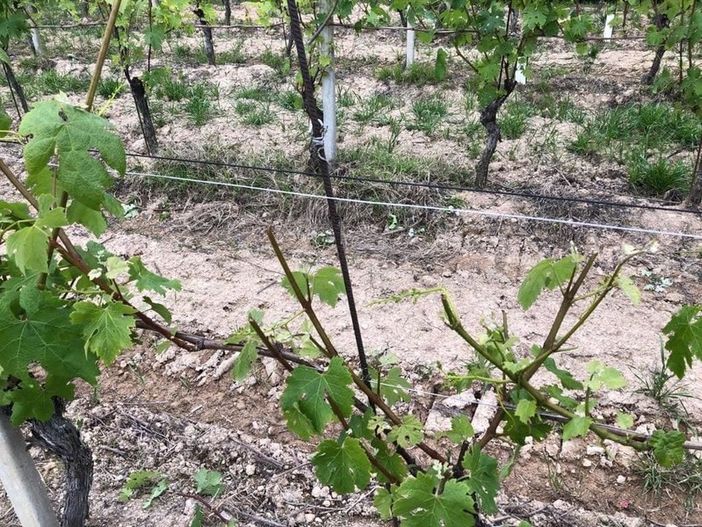 Danni da animali selvatici, Confagricoltura chiede “Più rispetto per chi coltiva” [FOTO]