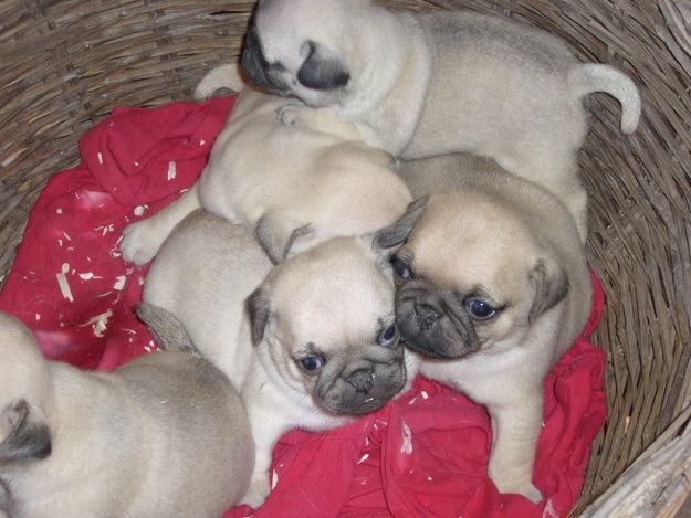 Cuccioli di cane detenuti in condizioni disastrose, scoperto allevamento abusivo