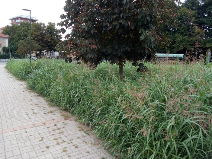 E’ di nuovo allarme erba alta a Mirafiori sud