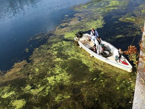 Alghe del Po: nelle prossime settimane sfalcio straordinario