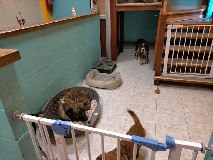 cani custoditi in una casa