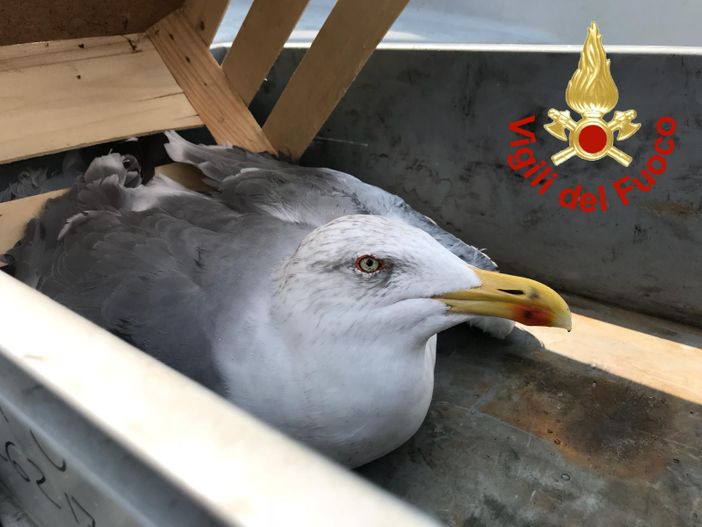 gabbiano soccorso e liberato dai Vigili del Fuoco gabbiano soccorso e liberato dai Vigili del Fuoco