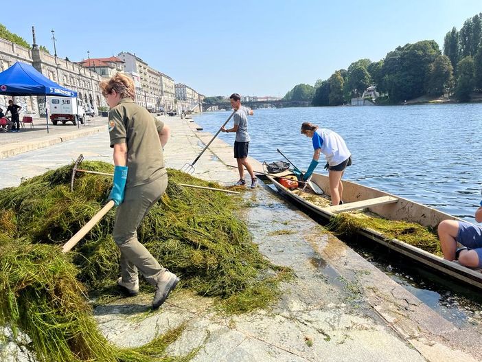 Vegetazione acquatica: in corso l'estirpazione sul Po Vegetazione acquatica: in corso l'estirpazione sul Po