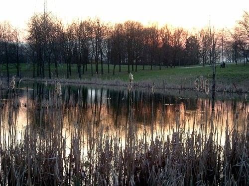 Torino, per le oche della Pellerina si muove anche la Circoscrizione 4 Torino, per le oche della Pellerina si muove anche la Circoscrizione 4