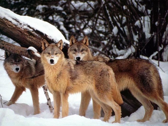 Emergenza lupi: per Coldiretti la priorità  è difendere gli allevamenti piemontesi