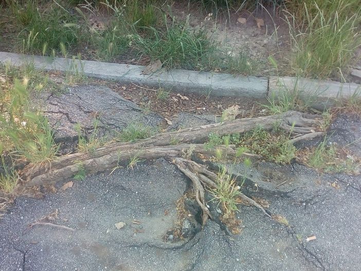 Vallette le radici degli alberi spaccano i marciapiedi: elevato rischio incidenti vicino al mercato Vallette le radici degli alberi spaccano i marciapiedi: elevato rischio incidenti vicino al mercato