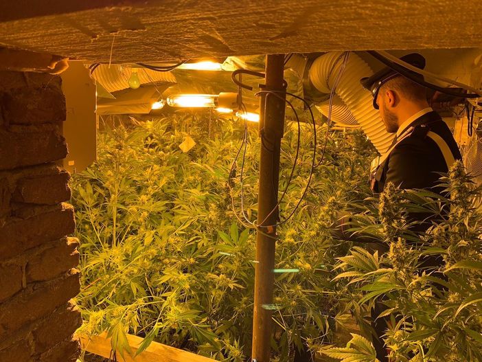 Torino, custode di elementare gestiva laboratorio di marijuana vicino alla scuola