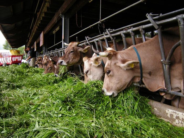 L'allarme di Coldiretti: &quot;Con il coronavirus stalle di suini a rischio&quot;