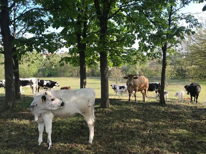 Le mucche sono arrivate a Mirafiori: al pascolo nel Parco Piemonte prima di raggiungere i monti