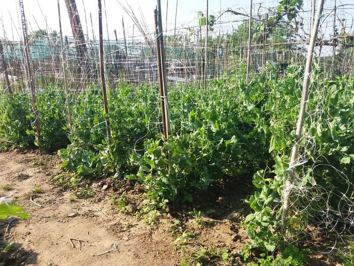 Adotta un orto urbano a Rivalta