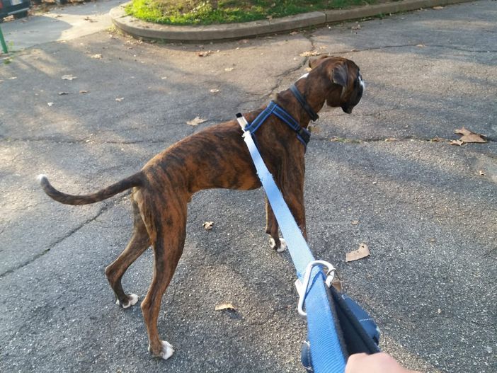 A spasso con Fido in lockdown: tutte le regole per uscire con il proprio cane a Torino A spasso con Fido in lockdown: tutte le regole per uscire con il proprio cane a Torino