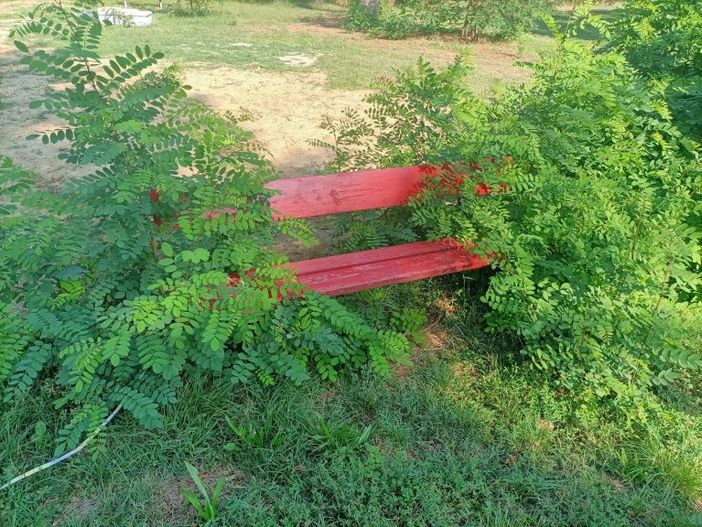 erba alta parco del boschetto erba alta parco del boschetto