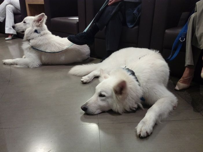 pet therapy e conferenza vallere pet therapy e conferenza vallere