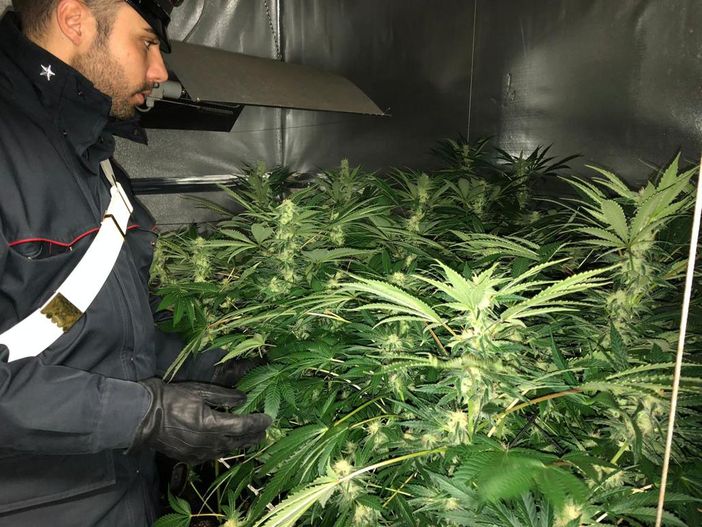 Trasforma il suo appartamento in una serra di marijuana: arrestato un disoccupato nel Canavese Trasforma il suo appartamento in una serra di marijuana: arrestato un disoccupato nel Canavese