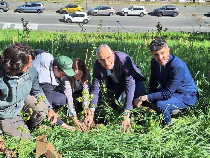 piantumazione di alberi piantumazione di alberi