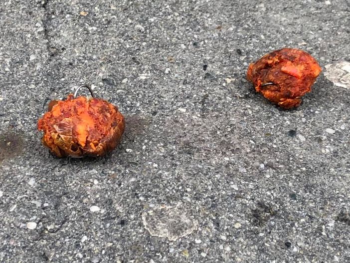 Parella, istituzioni e forze dell’ordine al lavoro sulle “polpette killer” per cani