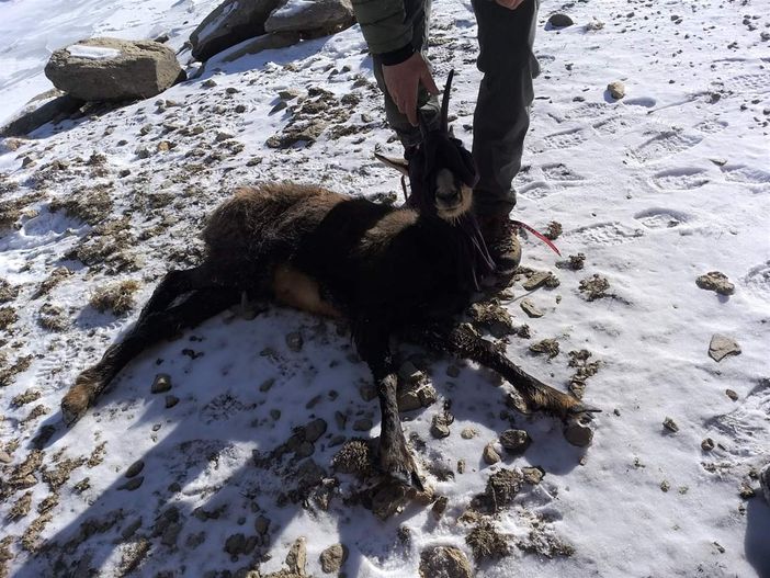 I vigili del fuoco intervengono per salvare un camoscio rimasto ferito a Ceresole Reale (FOTO)