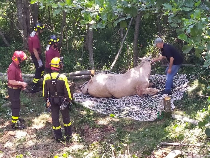 Cantoira, l'elicottero dei pompieri porta in salvo un cavallo caduto in un dirupo Cantoira, l'elicottero dei pompieri porta in salvo un cavallo caduto in un dirupo
