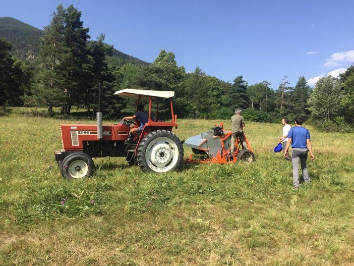 Tav, al via la "spazzolatura" per erbe e fiori da utilizzare nel Corridoio ecologico per salvare le farfalle Tav, al via la "spazzolatura" per erbe e fiori da utilizzare nel Corridoio ecologico per salvare le farfalle