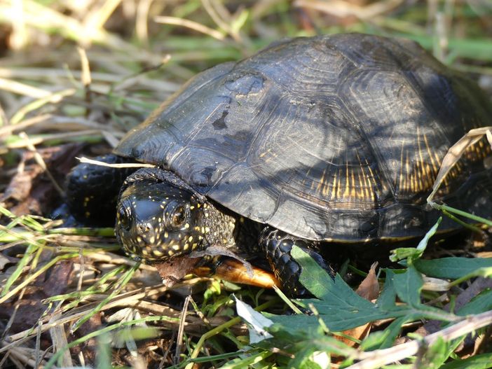 Nei laghi di Caselette le rare testuggini Emys Orbicularis: "Testimonianza del valore ambientale del sito" Nei laghi di Caselette le rare testuggini Emys Orbicularis: "Testimonianza del valore ambientale del sito"