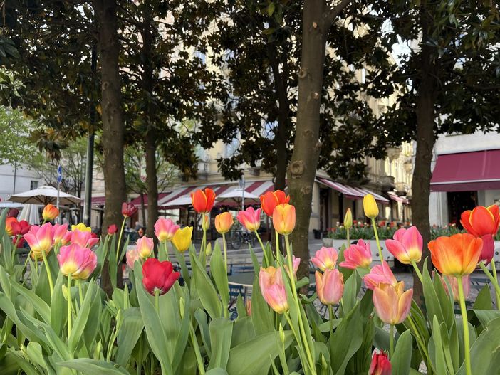 Messer Tulipano porta oltre 3 mila bulbi in piazza Emanuele Filiberto Messer Tulipano porta oltre 3 mila bulbi in piazza Emanuele Filiberto