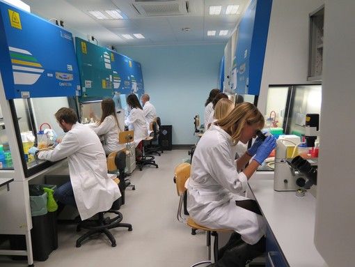 Tumore colon-retto, bloccare la riparazione del DNA uccide le cellule tumorali: lo dimostra una ricerca dell'Irccs di Candiolo