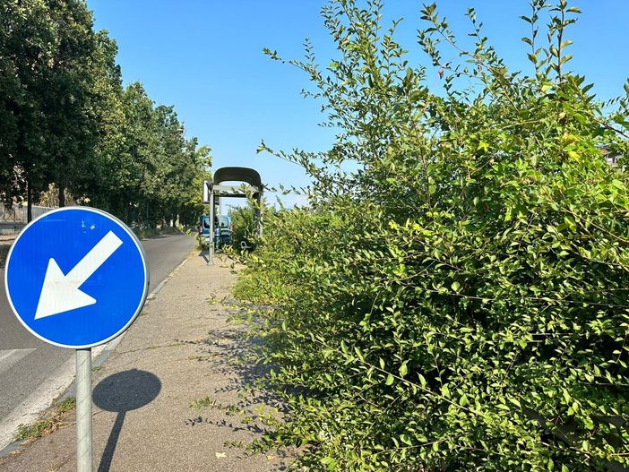Fermata del bus con piante e vegetazione alta
