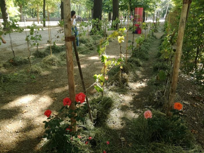 C'è una vigna ai giardini Reali, per questa vendemmia Torino gioca in casa (e punta a de-prosecchizzarsi)