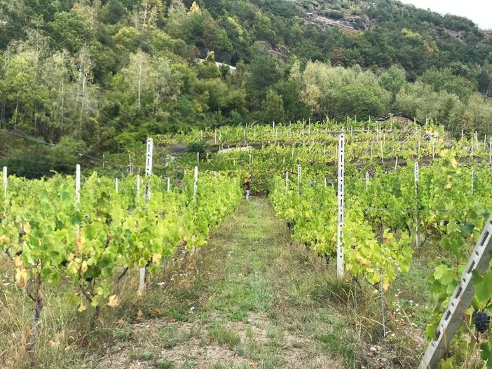 vigneti - foto di archivio