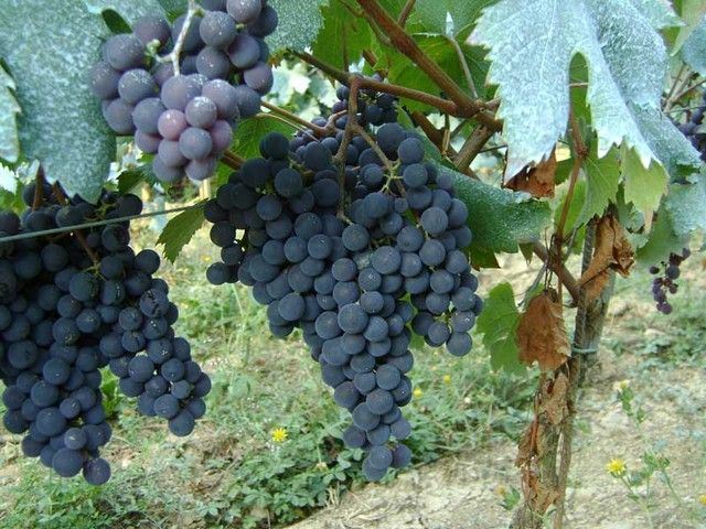 Vino, Coldiretti Piemonte: "Aumenta l'export ed è boom per l'enoturismo" Vino, Coldiretti Piemonte: "Aumenta l'export ed è boom per l'enoturismo"