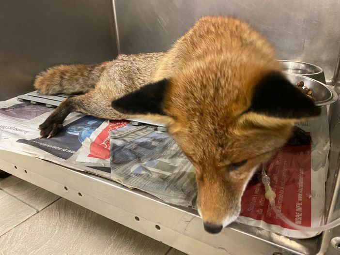 Recuperata una volpe incastrata nella parete di una fabbrica dismessa a Sparone [FOTO]