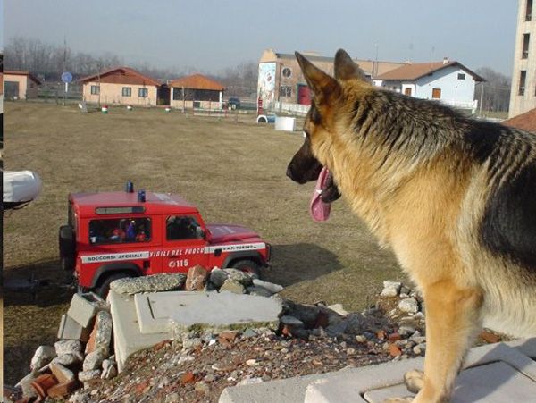 Unità cinofile dei vigili del fuoco, la simulazione diventa realtà