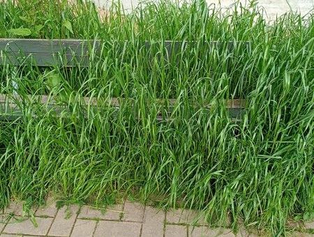 Nichelino tra erba alta che 'si mangia' le panchine e vandali in azione al Boschetto Nichelino tra erba alta che 'si mangia' le panchine e vandali in azione al Boschetto