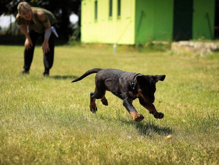 &quot;Un'area cani con percorsi Agility in via Monteponi&quot;: la proposta della Circoscrizione 2