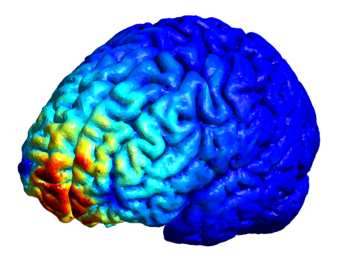 Studio di Unito scopre dove si annida nel cervello il meccanismo che produce paura e ansia Studio di Unito scopre dove si annida nel cervello il meccanismo che produce paura e ansia