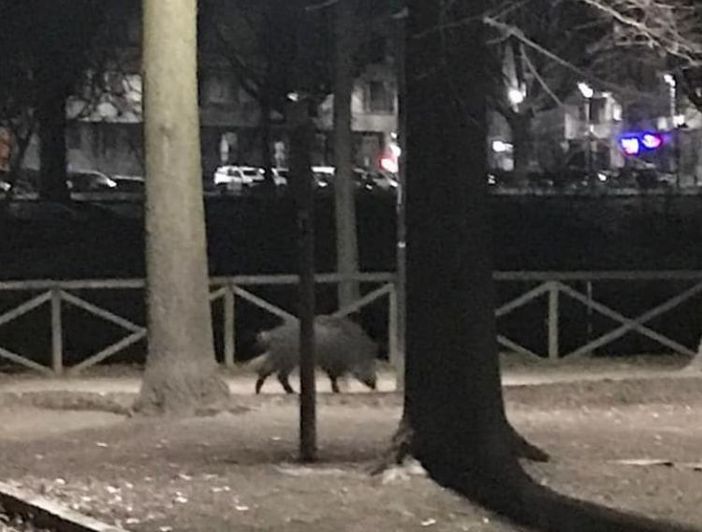 cinghiale su lungo Po